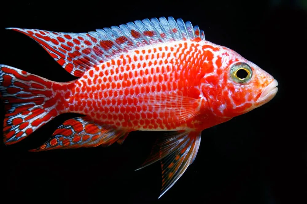 A Comprehensive Guide To Strawberry Peacock Cichlid Care