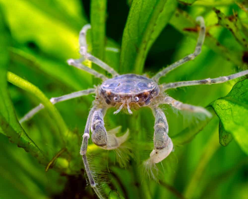 Thai Micro Crab Aquarium Pet Tank Mates | Fishkeeping Adventure