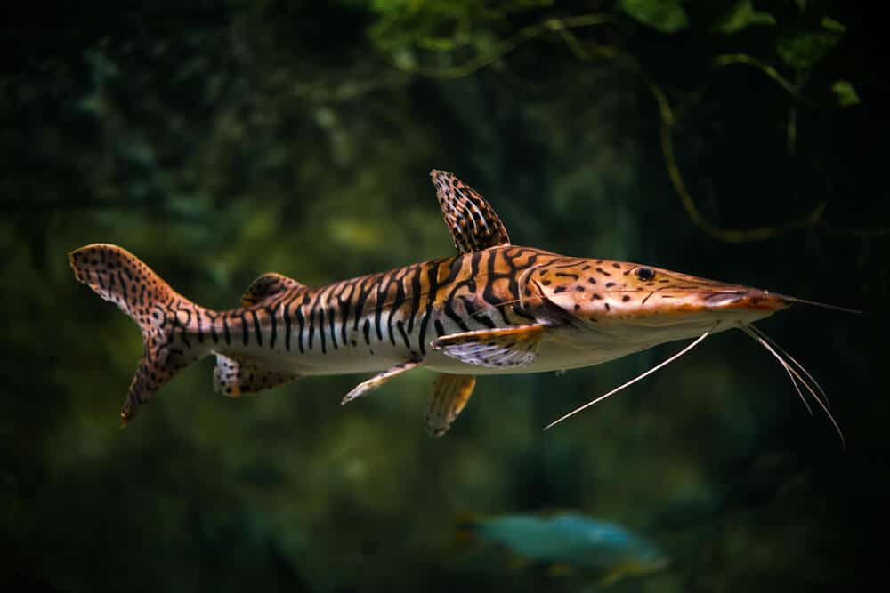 Tiger Shovelnose Catfish Aquarium Pet | Fishkeeping Adventure