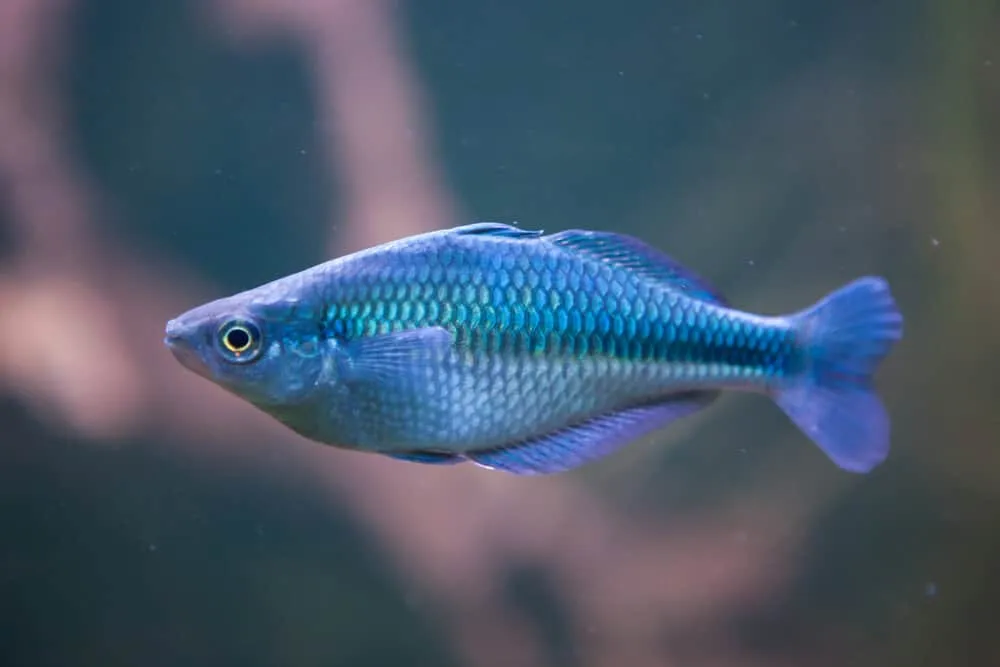 Turquoise Rainbow Fish Aquarium Pet | Fishkeeping Adventure