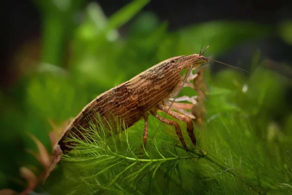 Bamboo shrimp in aquarium