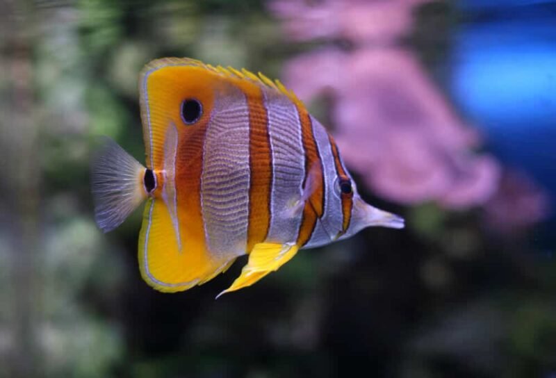 Copperband butterflyfish (Chelmon rostratus)