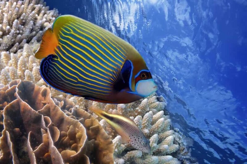 Emperor Angelfish swimming underwater