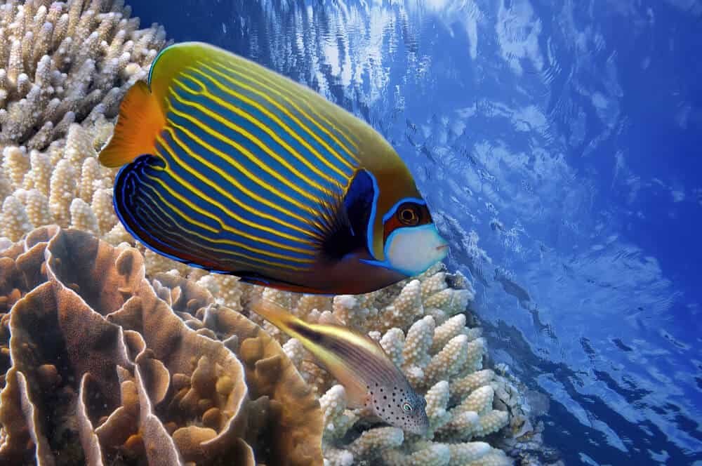 A Guide To Raising Happy And Healthy Emperor Angelfish