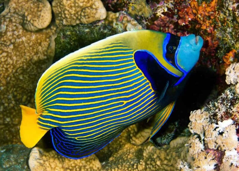 Emperor angelfish (Pomacanthus imperator)