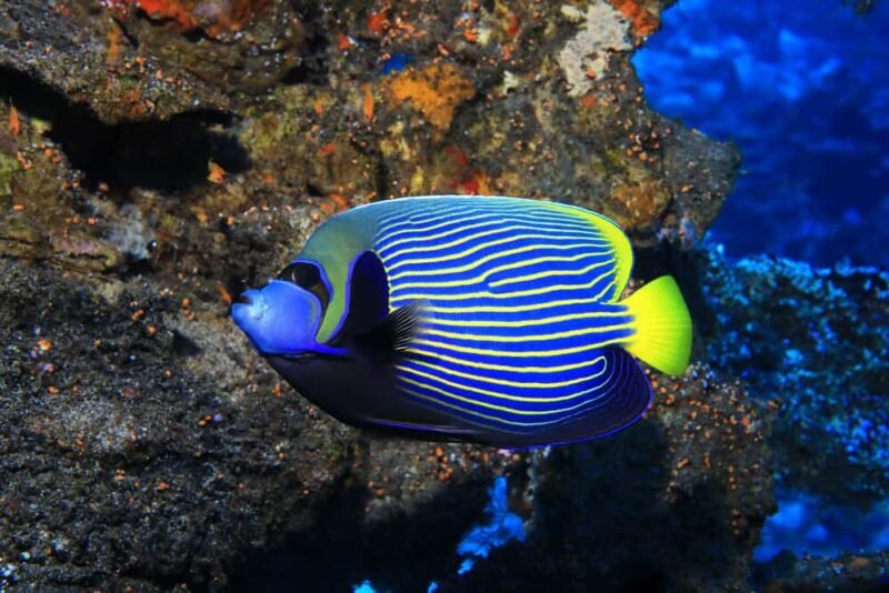 Emperor angelfish underwater in the indian ocean