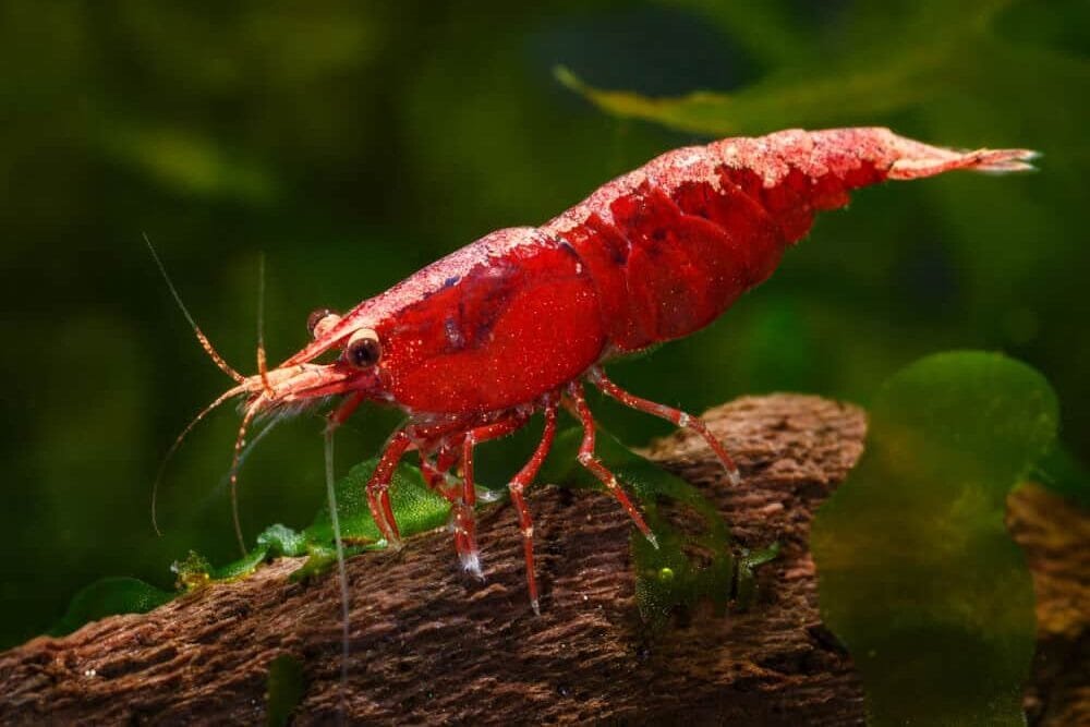 cherry shrimp