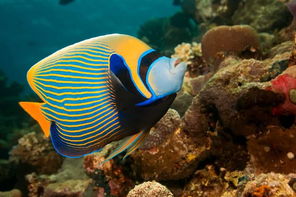 emperor angelfish (pomacanthus imperator) near corals