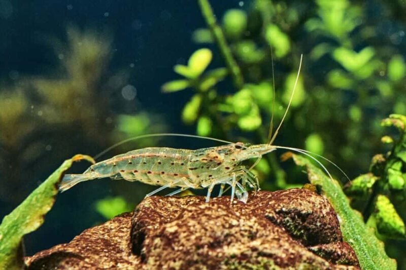 Amano Shrimp Freshwater | Fishkeeping Adventure