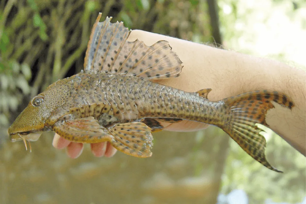 Rubber Lip Pleco Care | Fishkeeping Adventure