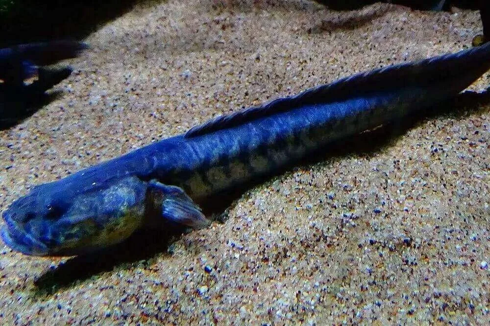 Fresh Water Dragon Fish Aka Violet Goby | Fishkeeping Adventure