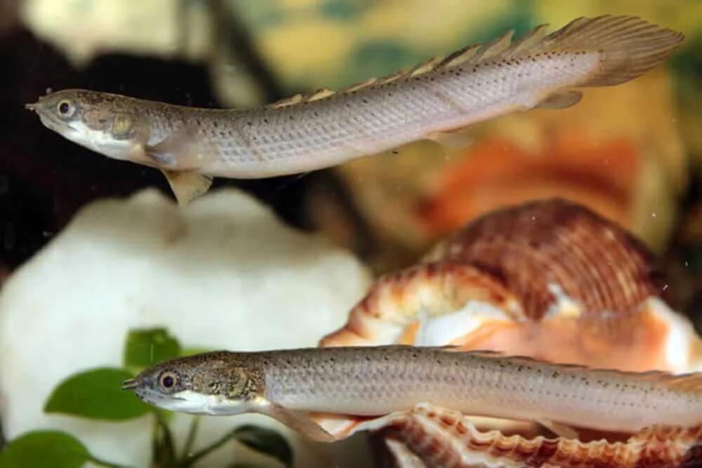 10 Of The Best Dinosaur Bichir Tank Mates
