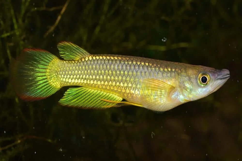 Golden Wonder Killifish Aquarium Pet | Fishkeeping Adventure