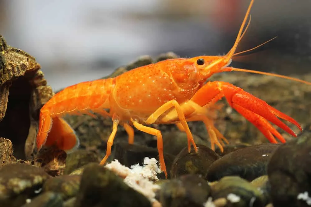 Mexican orange dwarf crayfish