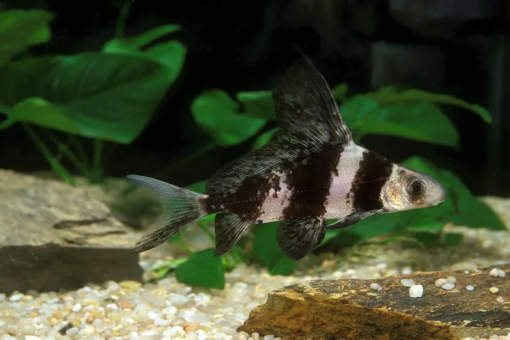 chinese high fin banded shark | fishkeeping adventure