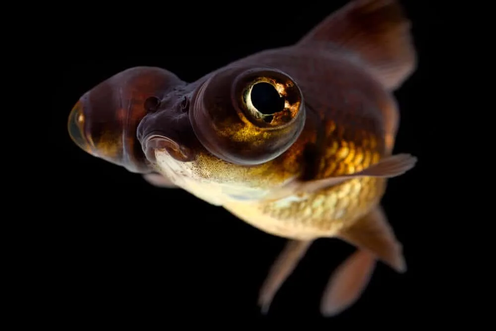 fancy black moor | Fishkeeping Adventure