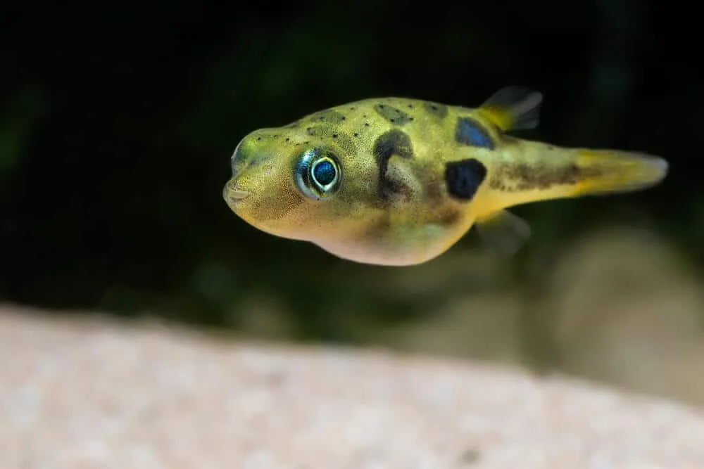 10 Best Pea Puffer Tank Mates