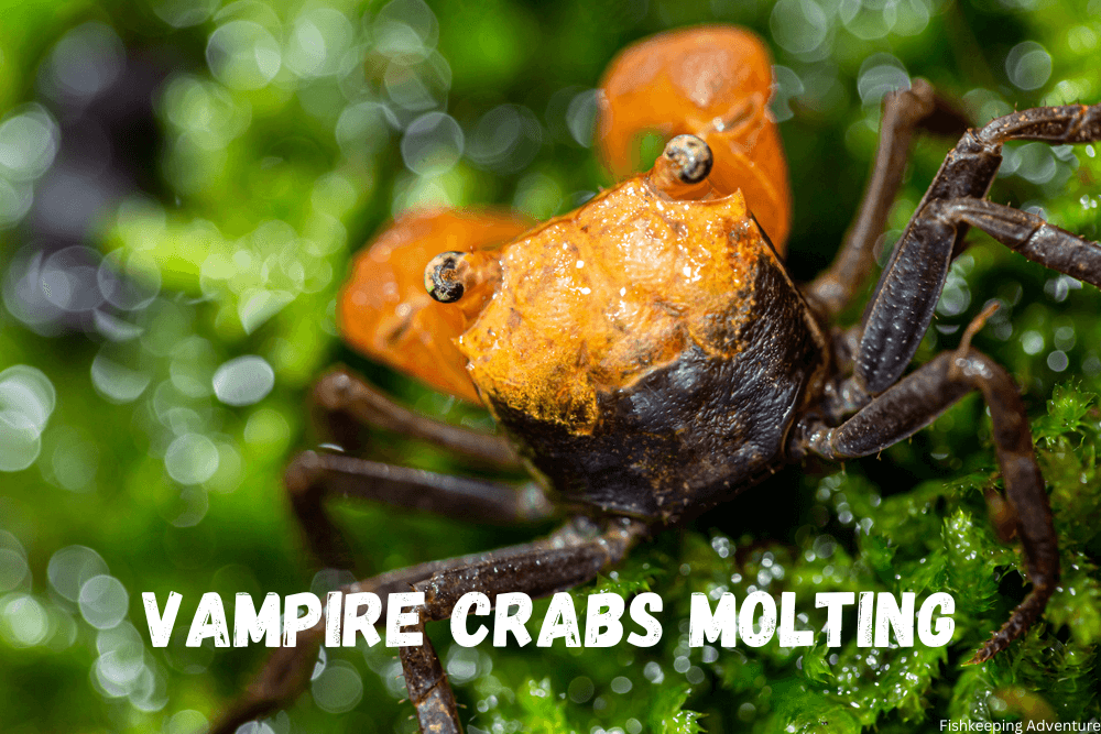 How long do vampire crabs molt