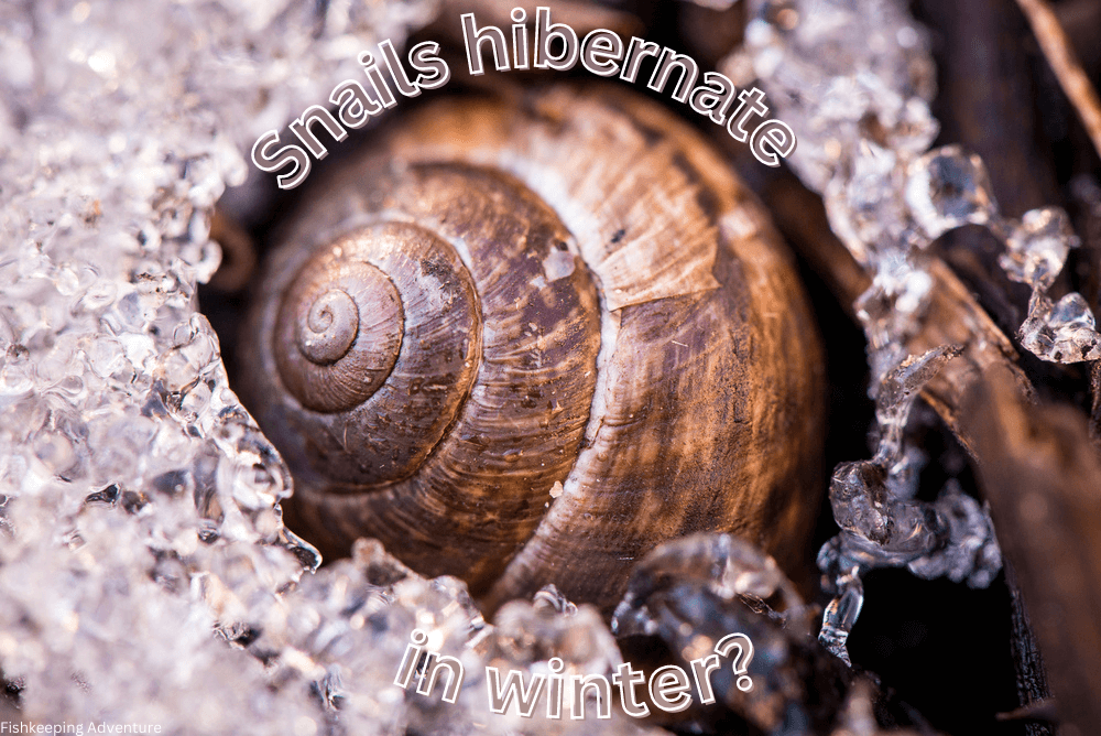 do snails hibernate in winter