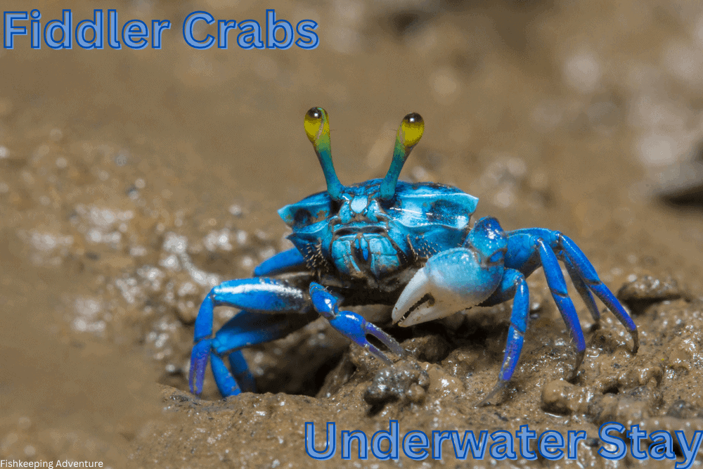 how long can fiddler crabs stay underwater