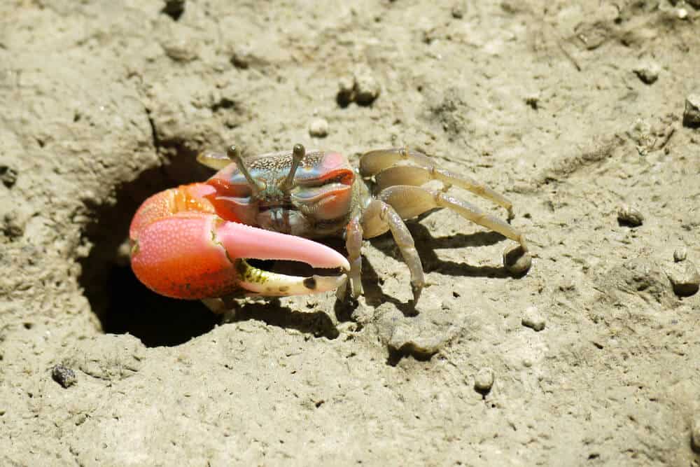 can fiddler crabs stay longer underwater