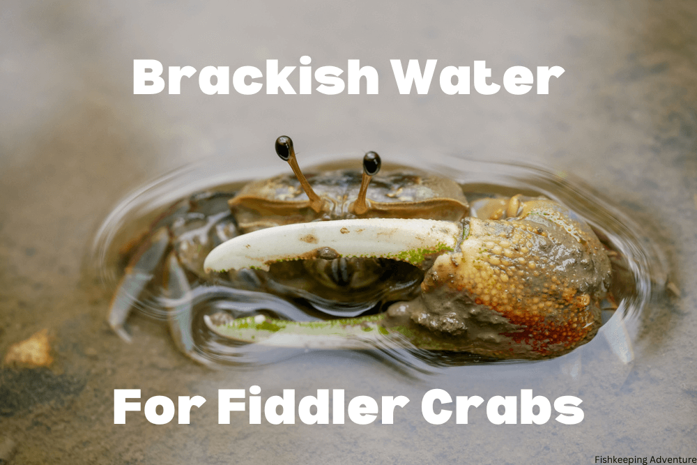 how to make brackish water for fiddler crabs