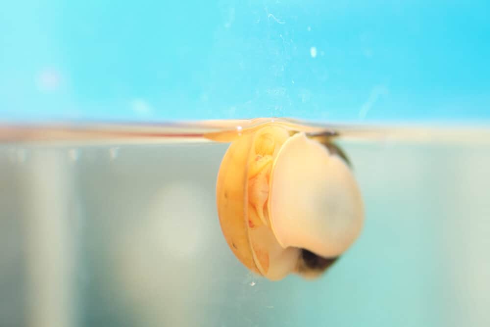 aquarium salt for snails