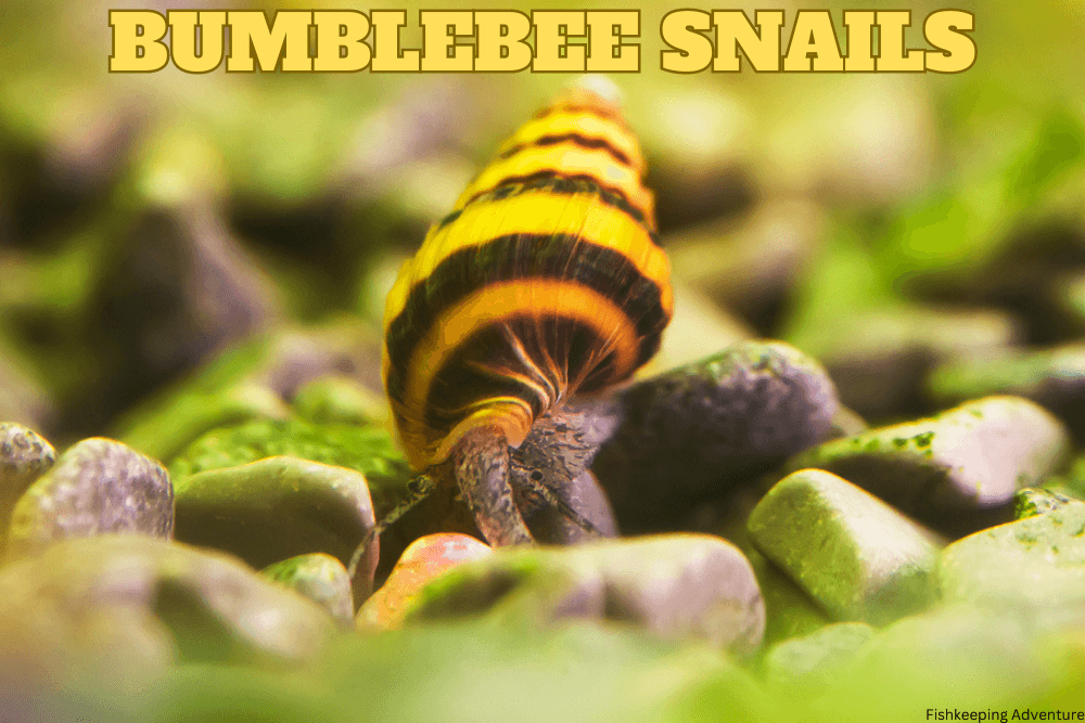 what do bumblebee snails eat