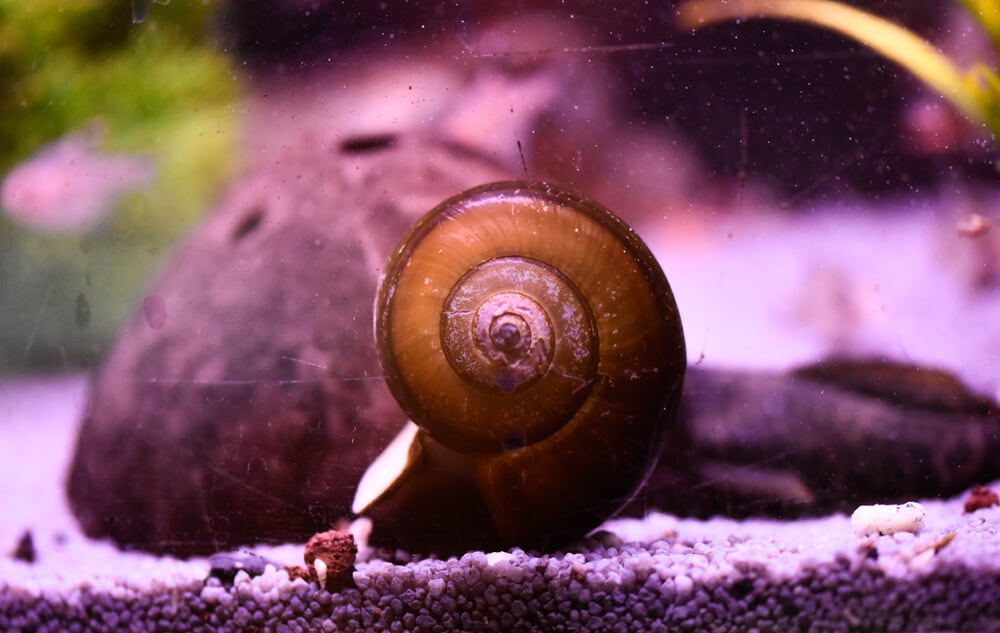 snails spiritual representation