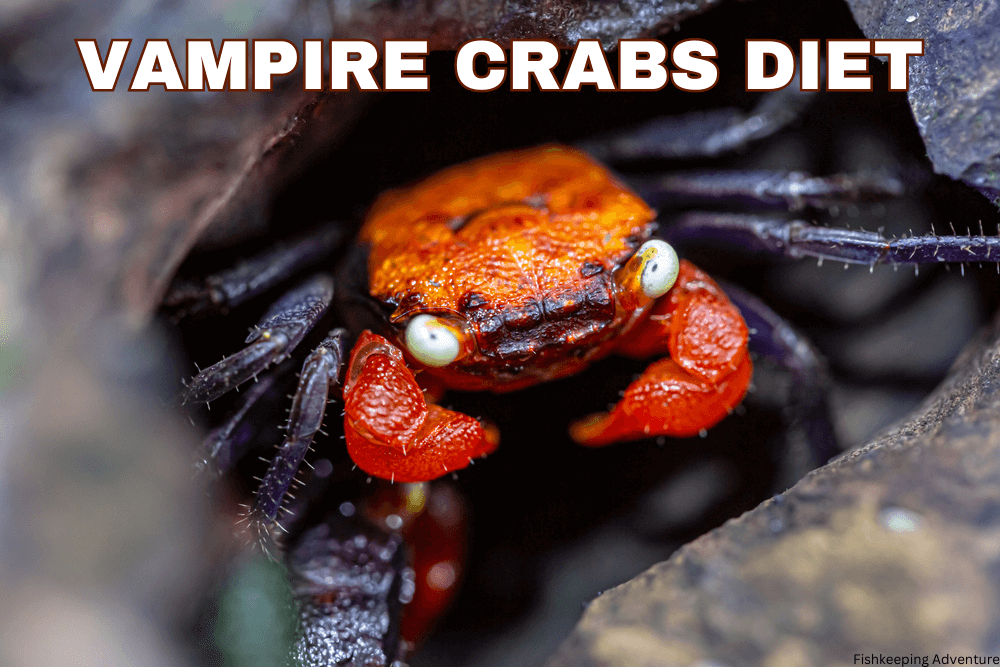 what do vampire crabs eat