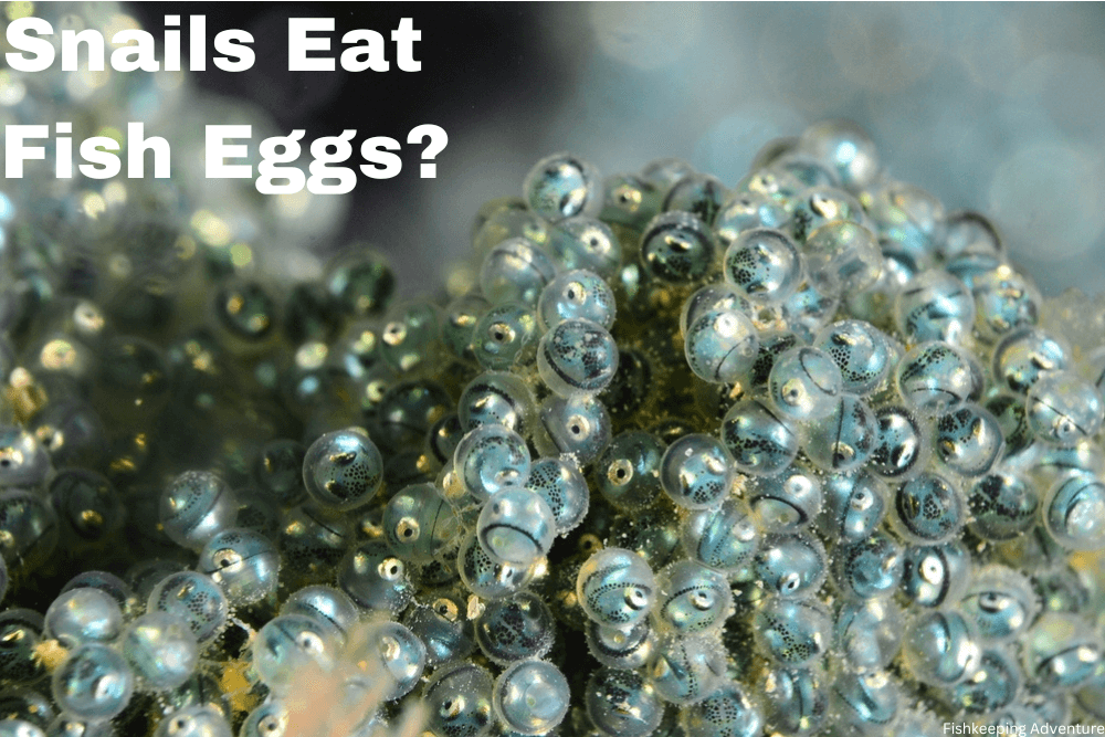 will snails eat fish eggs