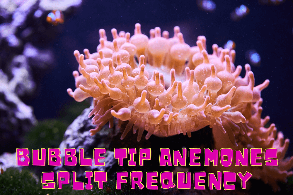 how often do bubble tip anemones split