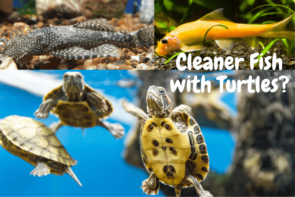 what cleaner fish can live with turtles