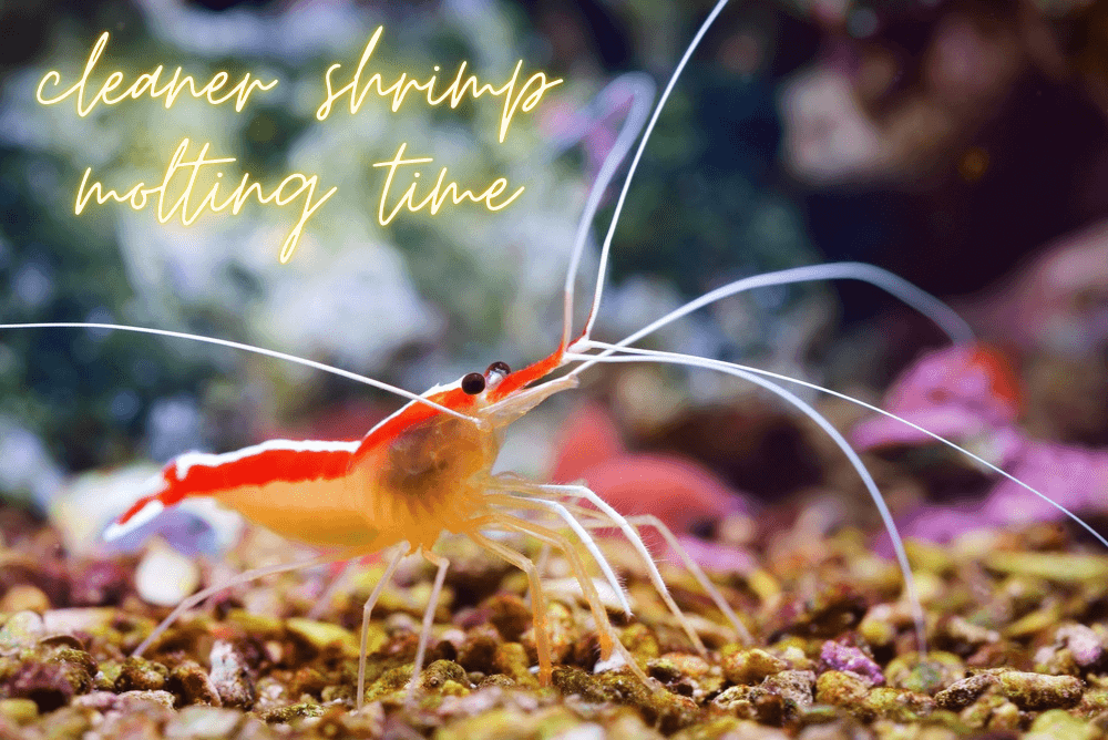 how often do cleaner shrimp molt
