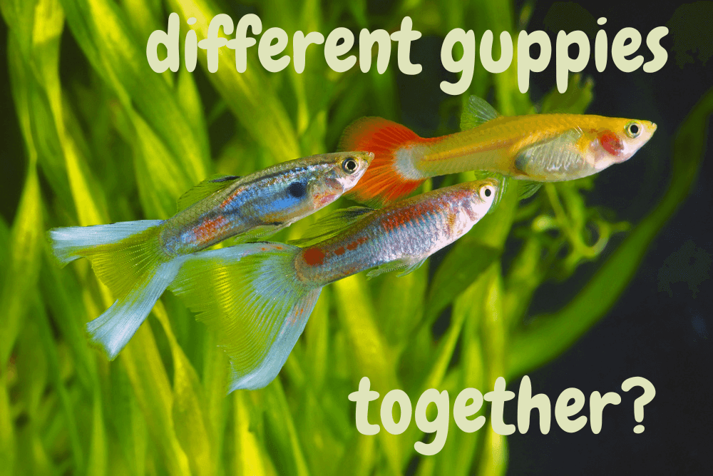 will different types of guppies school together