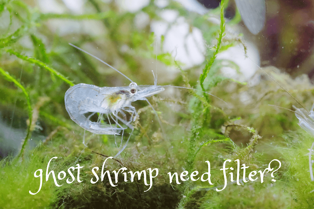 do ghost shrimp need a filter