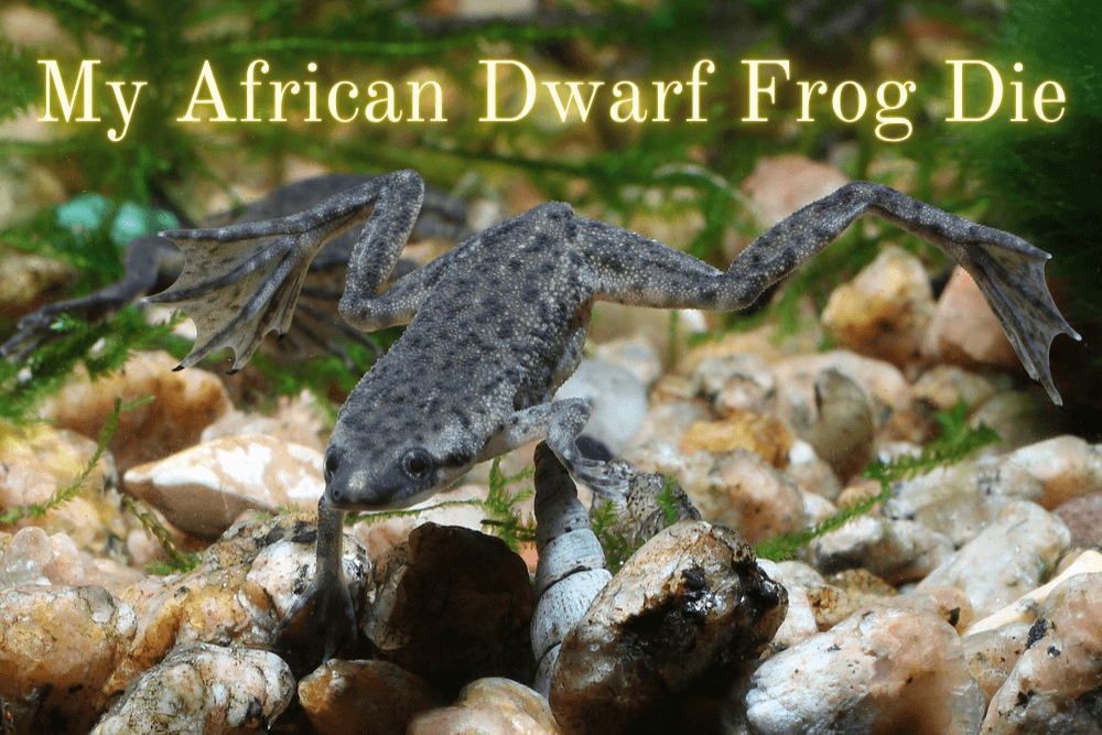 why did my african dwarf frog die