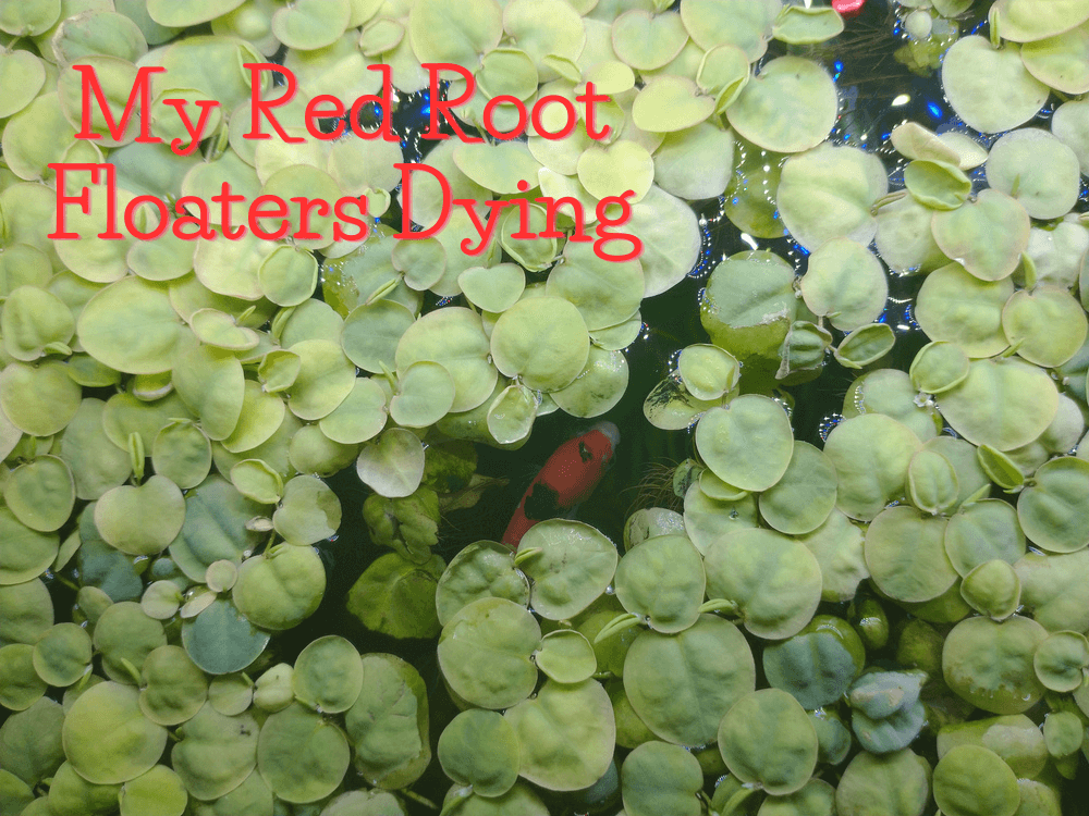 why are my red root floaters dying