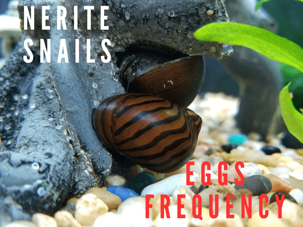 how often do nerite snails lay eggs