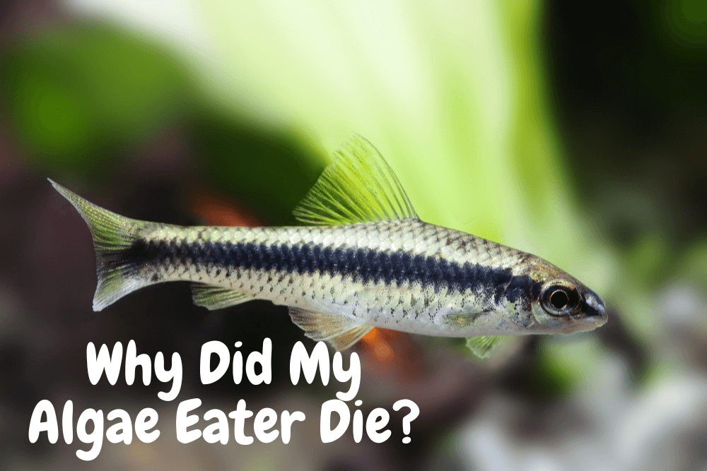 why did my algae eater die