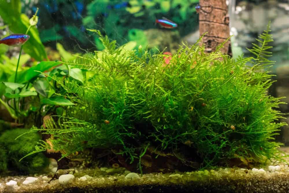 Can Java Moss Grow Out Of Water