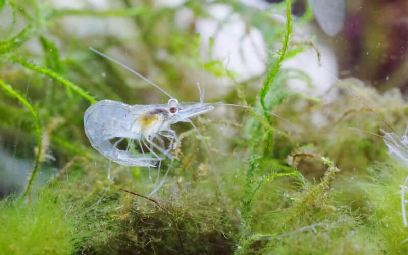 Do Ghost Shrimp Need A Filter