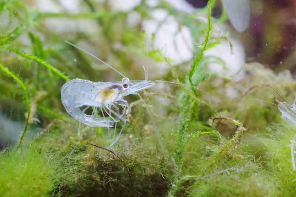 Do Ghost Shrimp Need A Filter