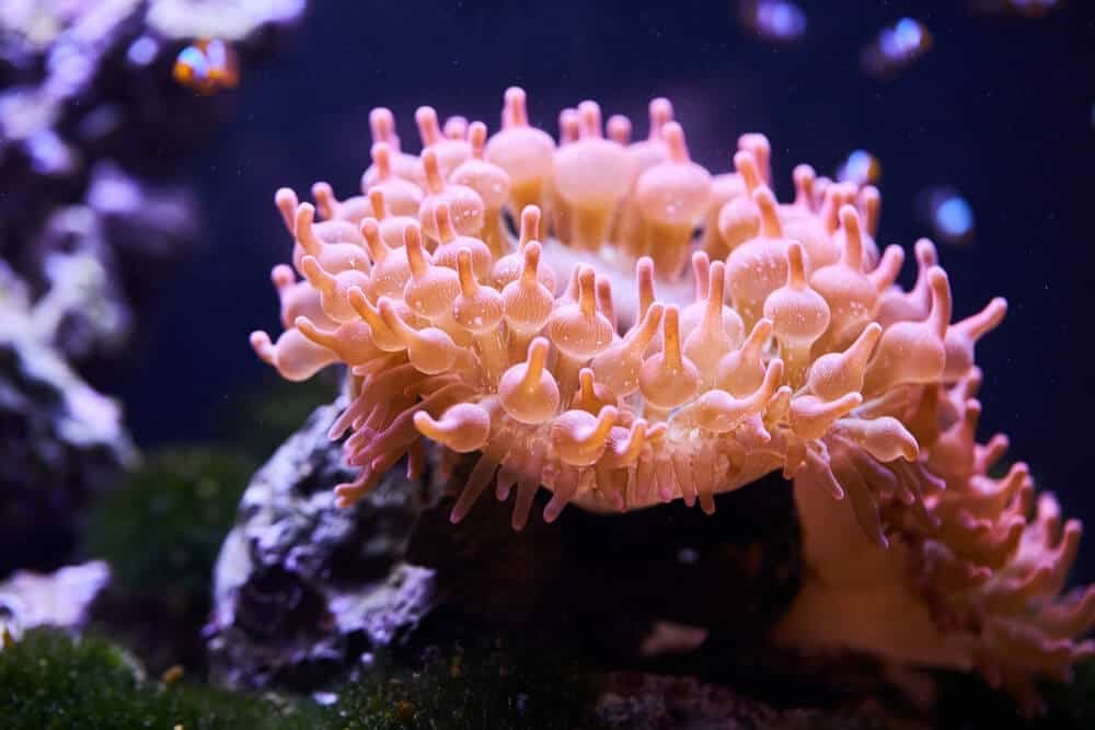 How Often Do Bubble Tip Anemones Split