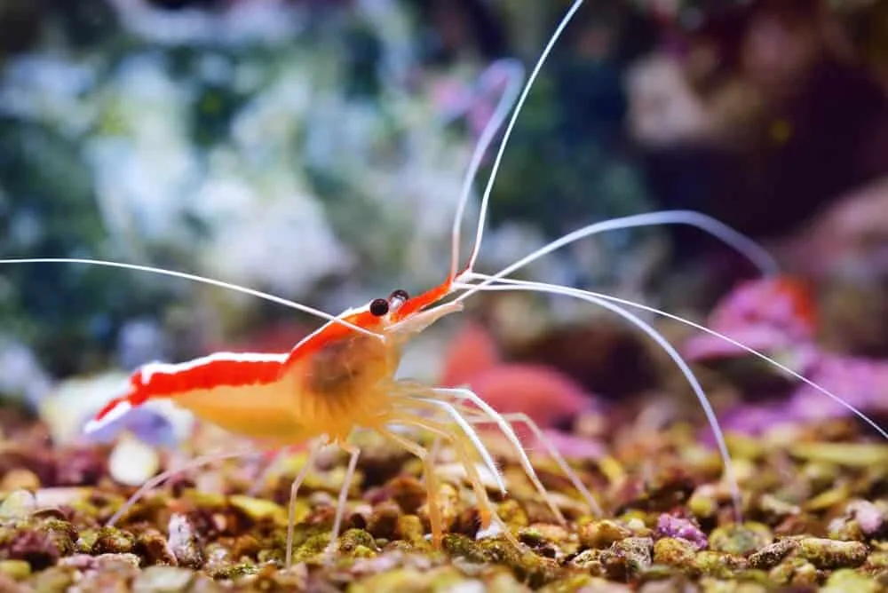 How Often Do Cleaner Shrimp Molt