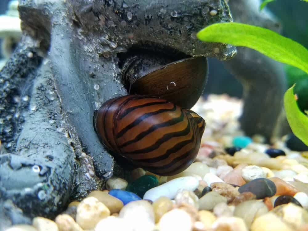 How Often Do Nerite Snails Lay Eggs