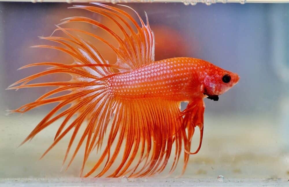 How To Care For Betta Fish