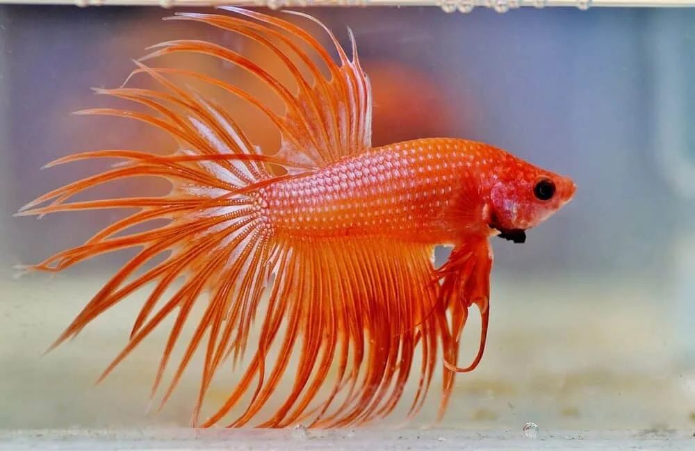 How To Care For Betta Fish? A Step-by-Step Guide