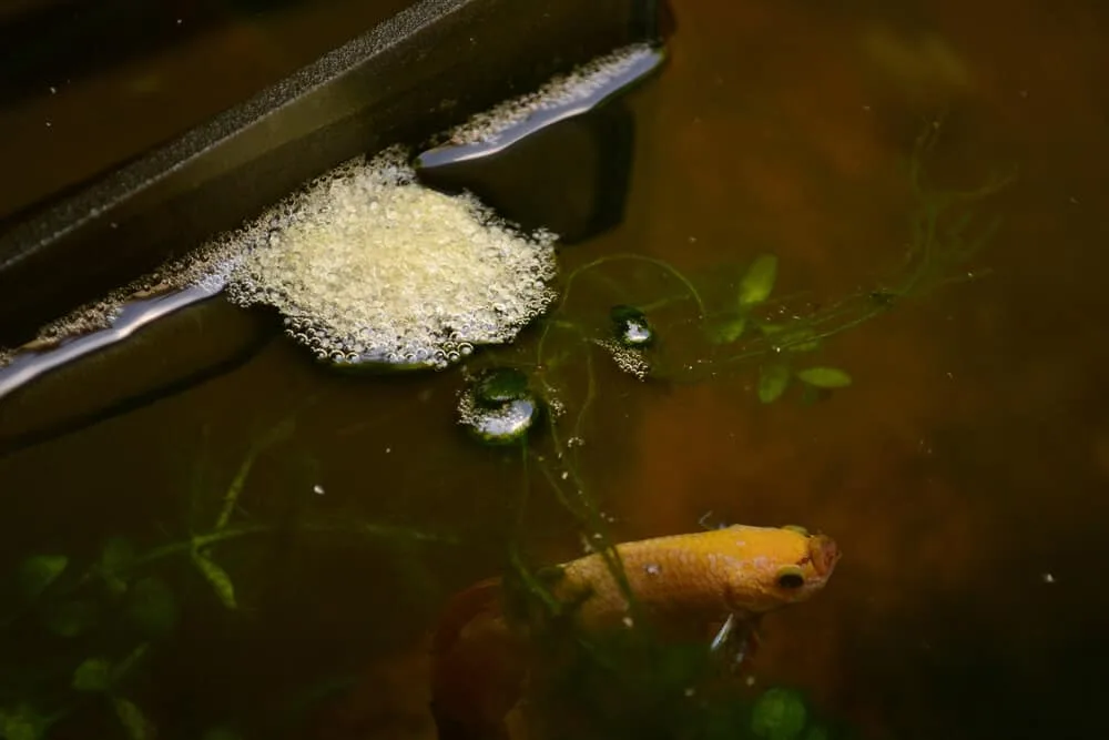 How To Tell If Betta Eggs Are Fertilized?