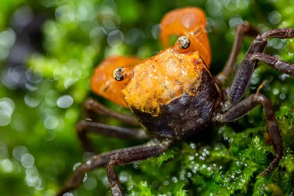 How long do vampire crabs molt